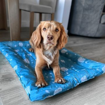 Picture of Ancol Ice Paws Cooling BED - Large Blue 91 x 68cm x 1