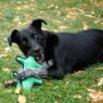 Picture of KONG Ballistic Alligator Medium/Large x 1