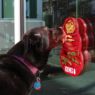 Picture of KONG Licks XL x 1