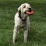 Picture of KONG Red Donut - Small / Medium x 1