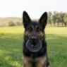 Picture of KONG Extreme Black Donut Medium / Large x 1