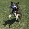 Picture of KONG Whirlz Medium/Large x 1