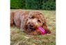 Picture of Ancol Cooling Toy Assorted Large x 3