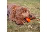Picture of Ancol Cooling Toy Orange x 3