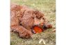 Picture of Ancol Cooling Toy Orange x 3