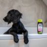 Picture of Ancol Dog Shampoo Baby Powder 200ml x 6