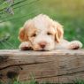 Picture of Ancol Dog Shampoo Pure & Mild Puppy / Sensitive Skin 200ml x 6