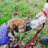 Picture of Henry Wag Water Bottle with Leaf Bowl Grey x 1