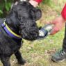 Picture of Henry Wag Water Bottle with Leaf Bowl Grey x 1
