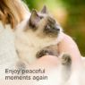 Picture of Beaphar StressLess CAT Calming Collar 35cm x 1