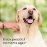 Picture of Beaphar StressLess Dog Calming Collar 60cm x 1
