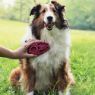 Picture of KONG Zoom Groom for Dogs Pink/Raspberry Standard x 1