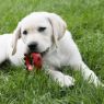 Picture of KONG Dotz Circle Small x 1