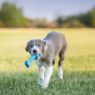 Picture of KONG Puppy Goodie Bone Medium x 1