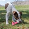 Picture of KONG Puppy Goodie Bone Medium x 1
