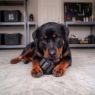 Picture of KONG Extreme Black Stuff-a-Ball Large x 1