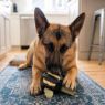Picture of KONG Extreme Black Stuff-a-Ball Large x 1