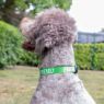 Picture of Ancol Nylon Adjustable Awareness Collar 45-70cm Size 5-9 - 'FRIENDLY' x 1
