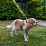 Picture of Ancol Nylon Adjustable Awareness Collar 45-70cm Size 5-9 - 'NERVOUS' x 1