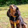 Picture of Ancol Nylon Adjustable Awareness Collar 45-70cm Size 5-9 - 'NO DOGS' x 1