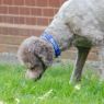 Picture of Ancol Nylon Adjustable Awareness Collar 45-70cm Size 5-9 - 'TRAINING' x 1
