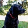Picture of Ancol Nylon Adjustable Awareness Collar 20-30cm Size 1-2 - 'CAUTION' x 1