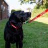 Picture of Ancol Nylon Adjustable Awareness Collar 20-30cm Size 1-2 - 'CAUTION' x 1