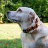 Picture of Ancol Nylon Adjustable Awareness Collar 20-30cm Size 1-2 - 'NO DOGS' x 1