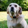 Picture of Ancol Nylon Adjustable Awareness Collar 20-30cm Size 1-2 - 'NO DOGS' x 1