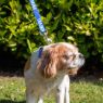 Picture of Ancol Nylon Adjustable Awareness Collar 20-30cm Size 1-2 - 'TRAINING' x 1
