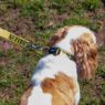 Picture of Ancol Nylon Adjustable Awareness Collar 30-50cm Size 2-5 - 'NERVOUS' x 1