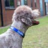 Picture of Ancol Nylon Adjustable Awareness Collar 30-50cm Size 2-5 - 'TRAINING' x 1
