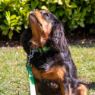 Picture of Ancol Nylon Adjustable Awareness Collar 30-50cm Size 2-5 - 'FRIENDLY' x 1