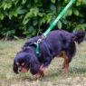 Picture of Ancol Nylon Adjustable Awareness Collar 30-50cm Size 2-5 - 'FRIENDLY' x 1