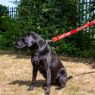 Picture of Ancol Awareness Nylon Snap Lead 'CAUTION' 50kg 100 x 2.5cm x 1