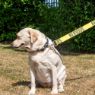 Picture of Ancol Awareness Nylon Snap Lead 'NERVOUS' 50kg 100 x 2.5cm x 1