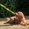 Picture of Ancol Awareness Nylon Snap Lead 'NERVOUS' 50kg 100 x 2.5cm x 1