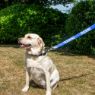 Picture of Ancol Awareness Nylon Snap Lead 'TRAINING' 50kg 100 x 2.5cm x 1