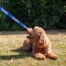 Picture of Ancol Awareness Nylon Snap Lead 'TRAINING' 50kg 100 x 2.5cm x 1