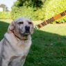 Picture of Ancol Awareness Nylon Snap Lead 'NO DOGS' 50kg 100 x 2.5cm x 1