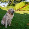 Picture of Ancol Awareness Nylon Snap Lead 'NO DOGS' 50kg 100 x 2.5cm x 1