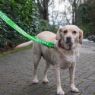 Picture of Ancol Awareness Nylon Snap Lead 'FRIENDLY' 50kg 100 x 2.5cm x 1
