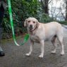 Picture of Ancol Awareness Nylon Snap Lead 'FRIENDLY' 50kg 100 x 2.5cm x 1