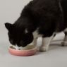 Picture of Scruffs Ombre Ceramic Pet Saucer - Pink 13cm x 1
