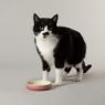 Picture of Scruffs Ombre Ceramic Pet Saucer - Pink 13cm x 1