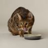 Picture of Scruffs Ombre Ceramic Pet Saucer - Grey 13cm x 1