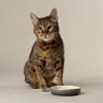 Picture of Scruffs Ombre Ceramic Pet Saucer - Grey 13cm x 1