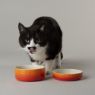 Picture of Scruffs Ombre Ceramic Pet Saucer - Orange 13cm x 1