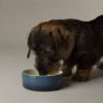 Picture of Scruffs Ombre Ceramic Food Bowl - Blue 13cm x 1