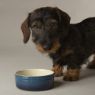 Picture of Scruffs Ombre Ceramic Food Bowl - Blue 13cm x 1
